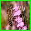 http://img43.xooimage.com/files/3/1/5/ode-1ba3a2a.gif