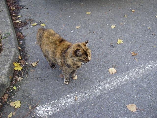 Image: chat-du-centre-ci...eraie-002-8dcaf7.jpg