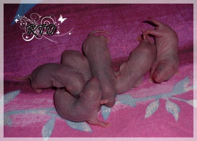 Zig-zag x RTR Panda, de jolies crevettes P1010991-a2ba4e