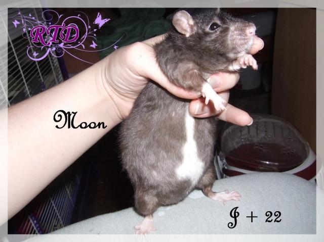 Portée Moon x Malabar, des petits chanceux Dscf8786-72789f