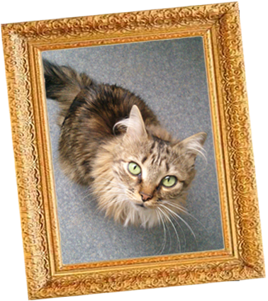 Douchka, Croisée Main Coon à adopter !