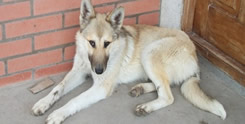 Perra encontrada
