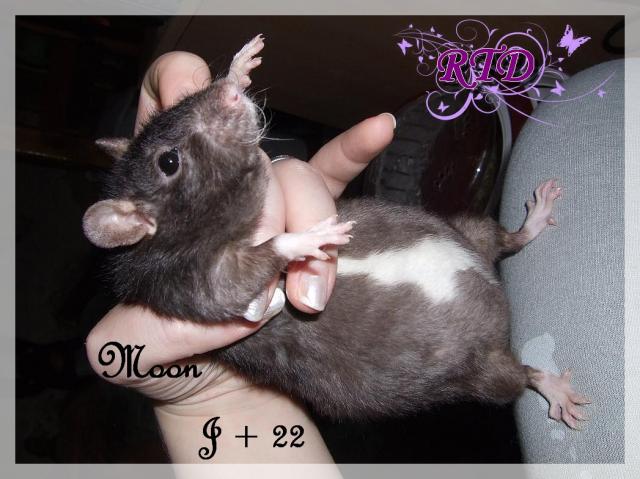 Portée Moon x Malabar, des petits chanceux Dscf8783-727894