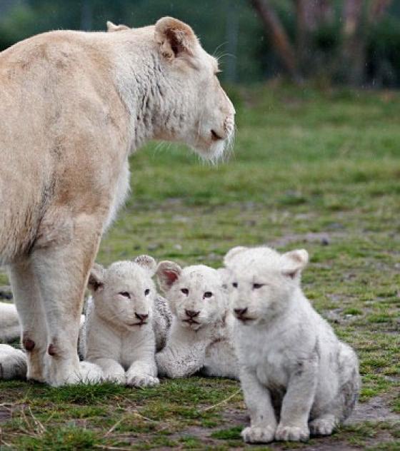 image-lionne-lionceaux-fanfan http://img43.xooimage.com/files/e/2/f/les-trois-lioncea...886_w560-1830aa9.jpg