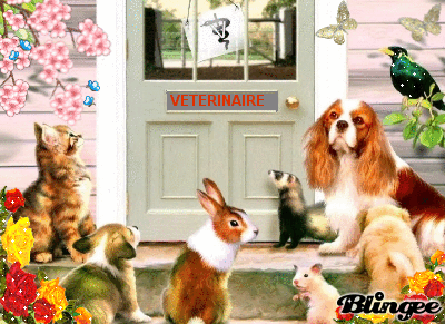 Nos amis les animaux Forum Index