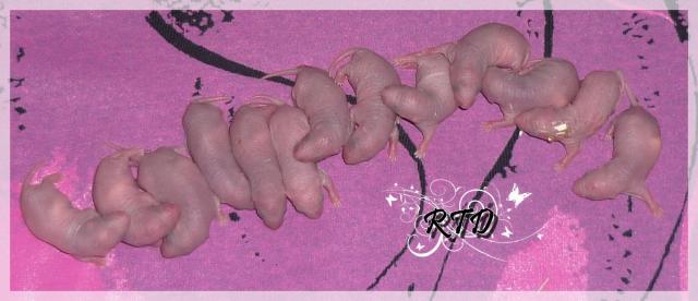 Zig-zag x RTR Panda, de jolies crevettes Le-groupe-5--a2b339