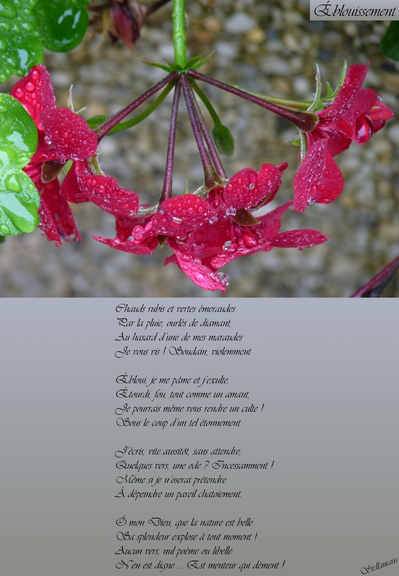 Éblouissement / / Chauds rubis et vertes émeraudes / Par la pluie, ourlés de diamant, / Au hasard d’une de mes maraudes / Je vous vis ! Soudain, violemment / / Ébloui, je me pâme et j’exulte, / Étourdi, fou, tout comme un amant, / Je pourrais même vous rendre un culte ! / Sous le coup d’un tel étonnement / / J’écris, vite aussitôt, sans attendre, / Quelques vers, une ode ? Incessamment ! / Même si je n’oserai prétendre / À dépeindre un pareil chatoiement. / / Ô mon Dieu, que la nature est belle / Sa splendeur explose à tout moment ! / Aucun vers, nul poème ou libelle / N’en est digne … Est menteur qui dément ! / / Stellamaris